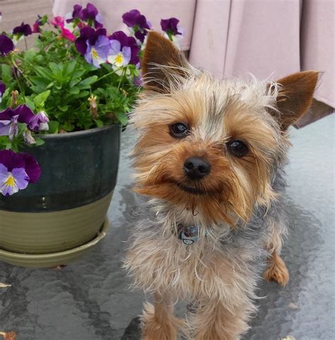 teacup yorkie rescues|older yorkies for adoption.